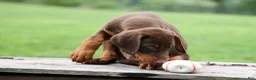 Doberman Pinscher dogs for sale: Gunner🦴 - Ad 3