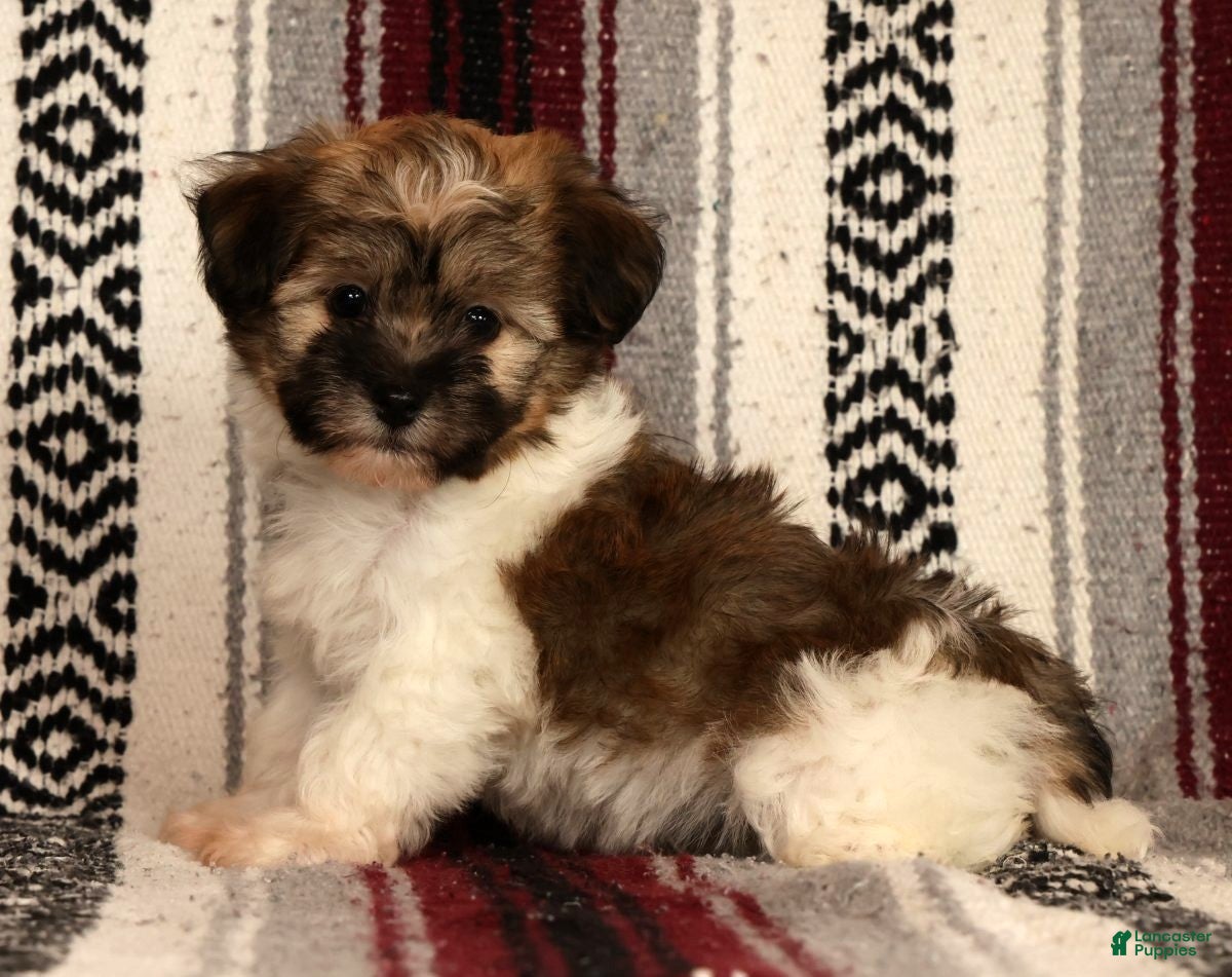 Havanese dogs Mocha - Ad 2