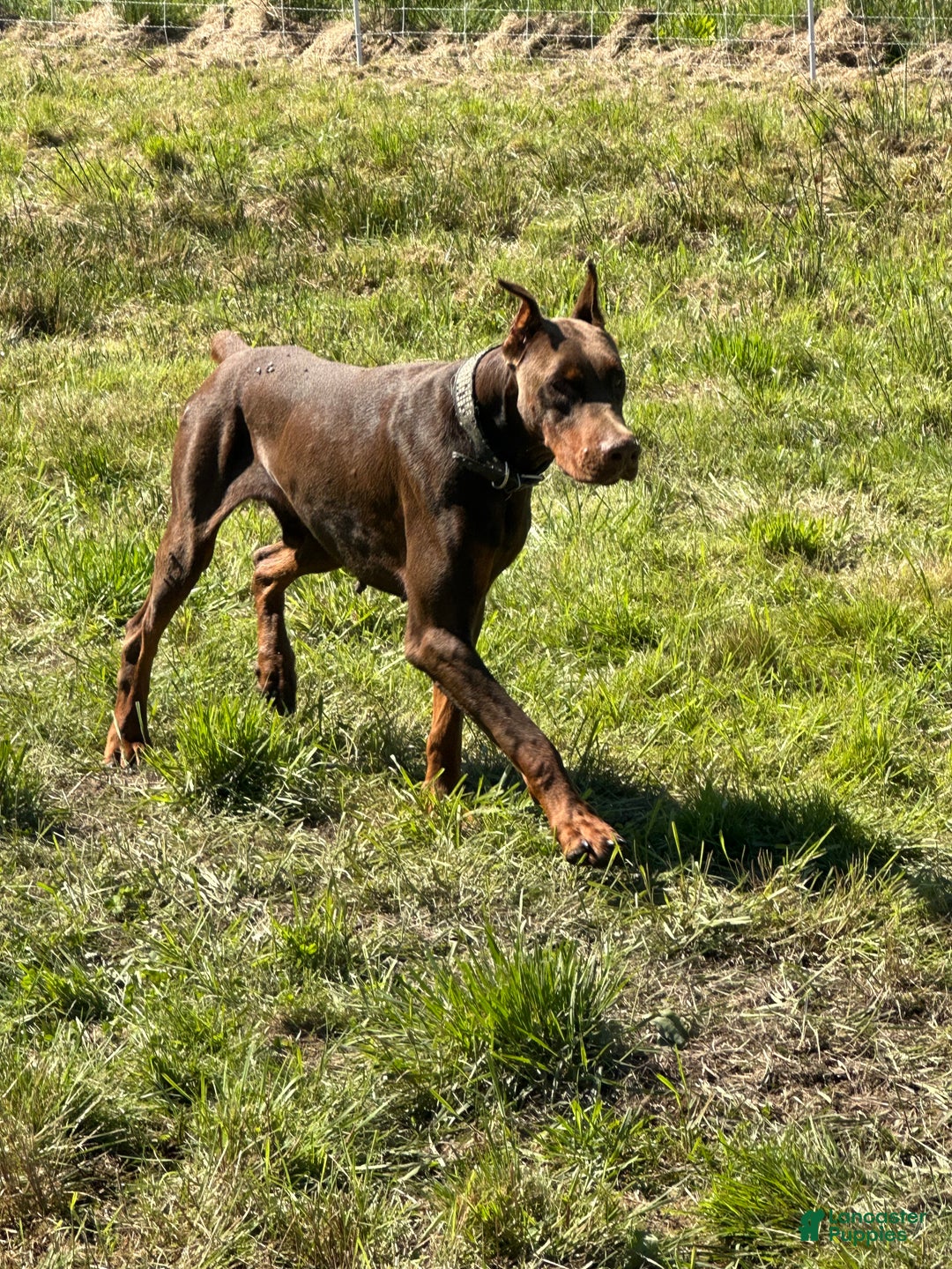 Doberman Pinscher dogs for stud: CESAR STUD  - Ad 4