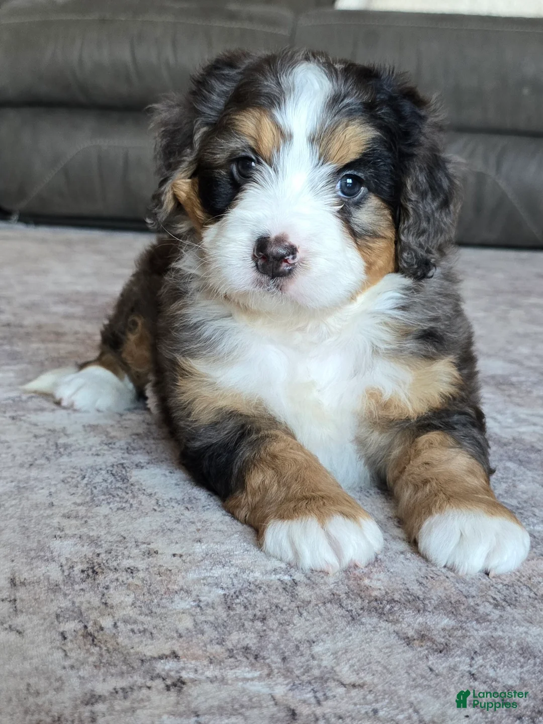 Mini Bernedoodle dogs for sale: Mini Bentley  - Ad 1