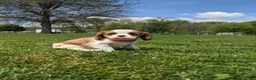 Cavalier King Charles Spaniel dogs for sale: Konnie  - Ad 9