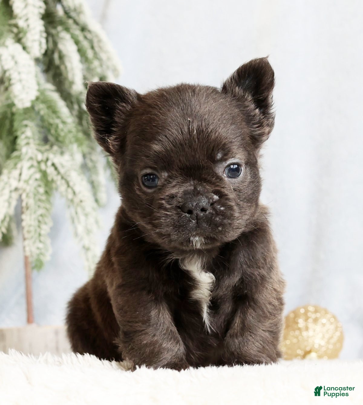 French Bulldog dogs Hank - Ad 11