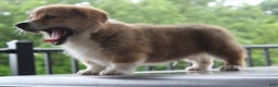 Welsh Corgi Pembroke dogs for sale: Hersey - Ad 3