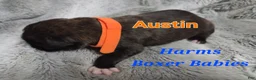 Boxer dogs for sale: Austin - Ad 3