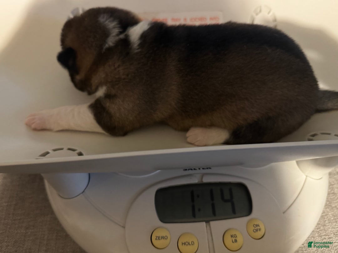 Shiba Inu dogs for sale: Shiba Inu Puppy 3 - Ad 9
