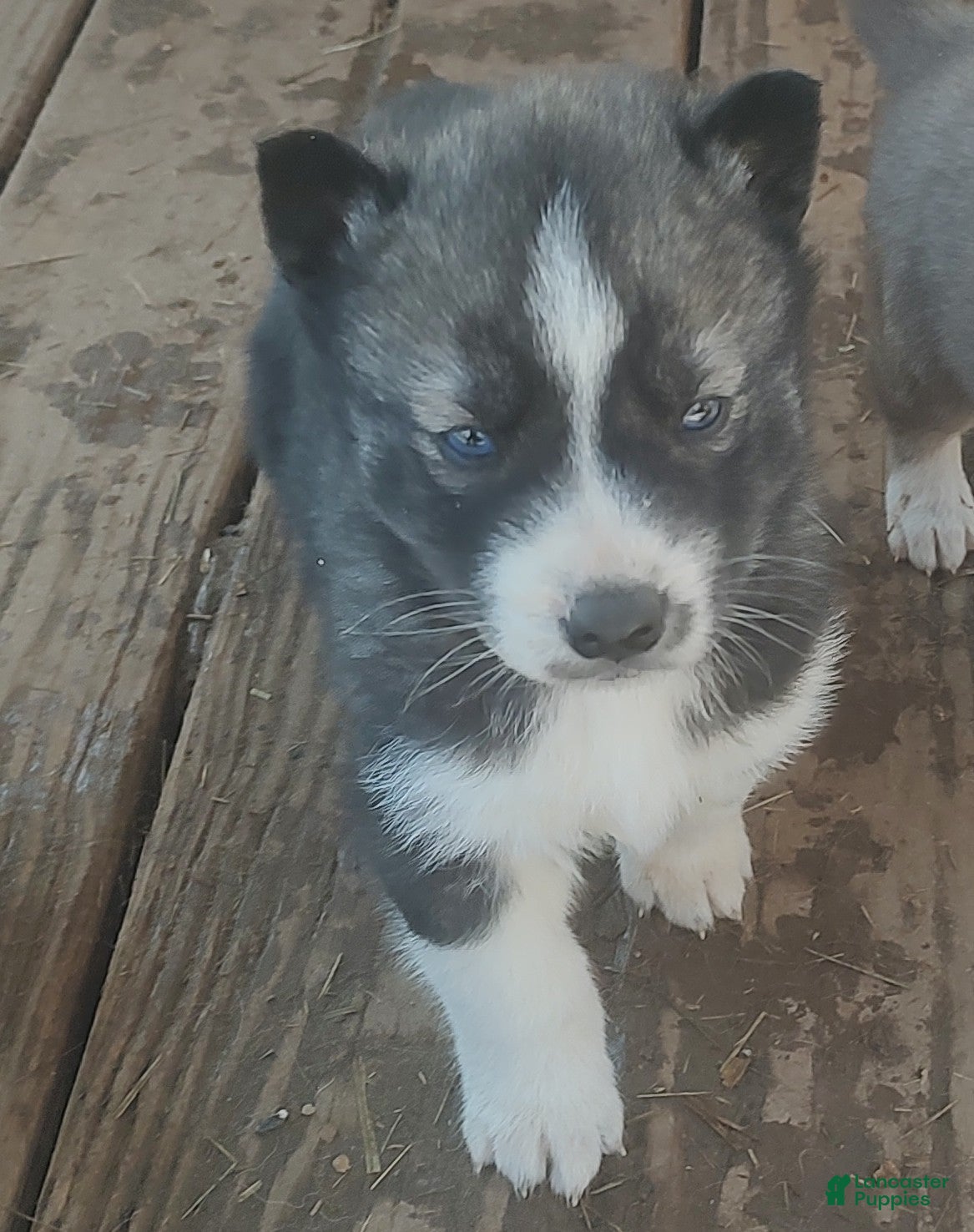 Siberian Husky dogs Siberian Husky Puppy 2 - Ad 20