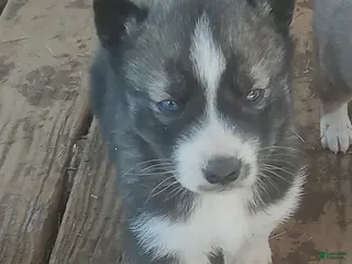 Siberian Husky dogs Siberian Husky Puppy 2 - Ad 20