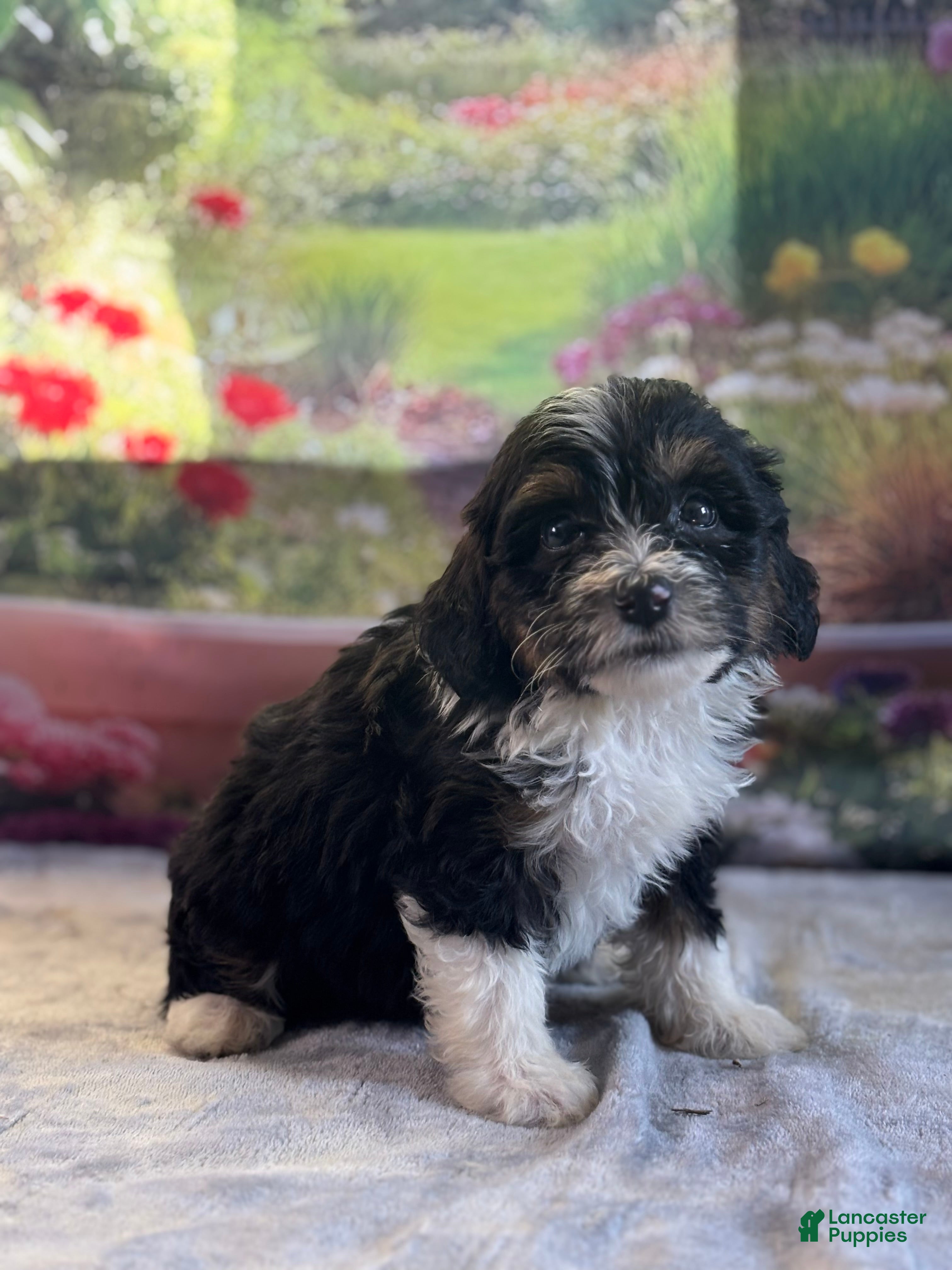 Fluffy (Doodle / designer cross, Male) in Grabill, IN
