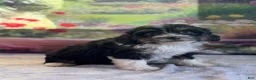 Bernedoodle dogs for sale: Fluffy - Ad 1