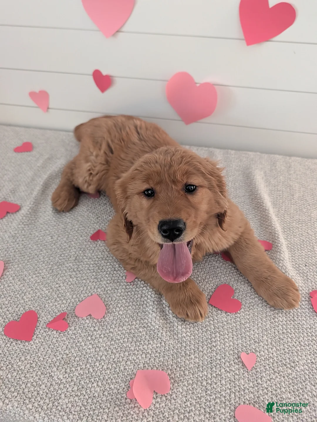 Golden Retriever dogs for sale: Goldie - Ad 19