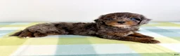 Bernedoodle dogs for sale: Bo Peep - Ad 5