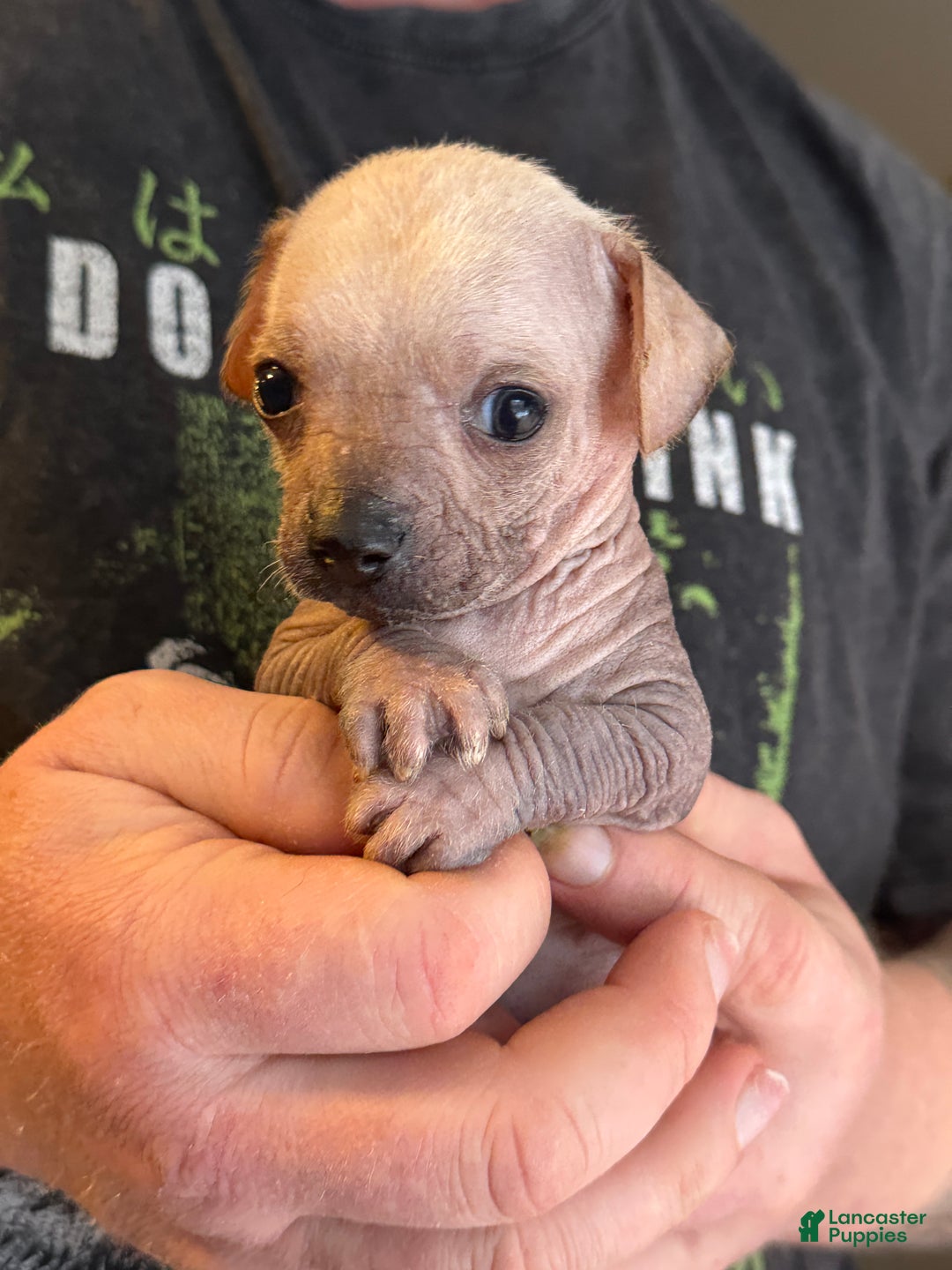 Mixed Breed dogs for sale: Ramstein  - Ad 6