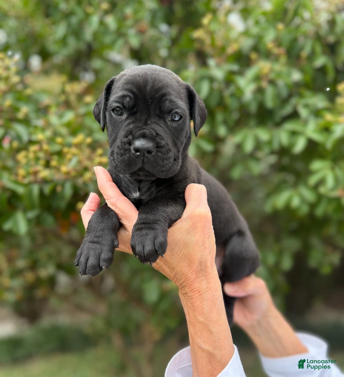 Cane Corso dogs Cane Corso (Black) - Ad 1