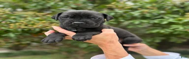 Cane Corso (Black)
