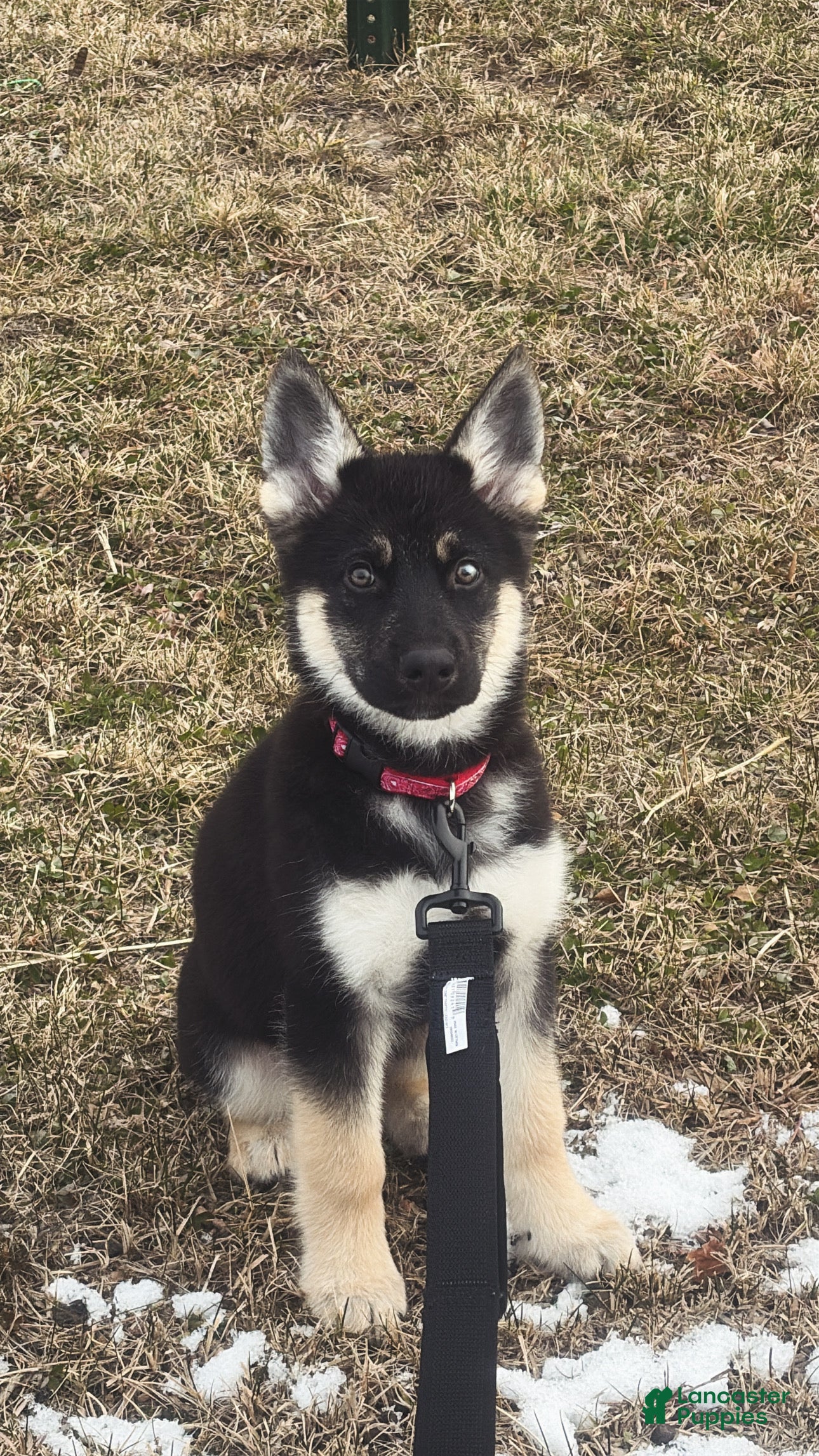 Mixed Breed dogs Mixed Breed Puppy 1 - Ad 22