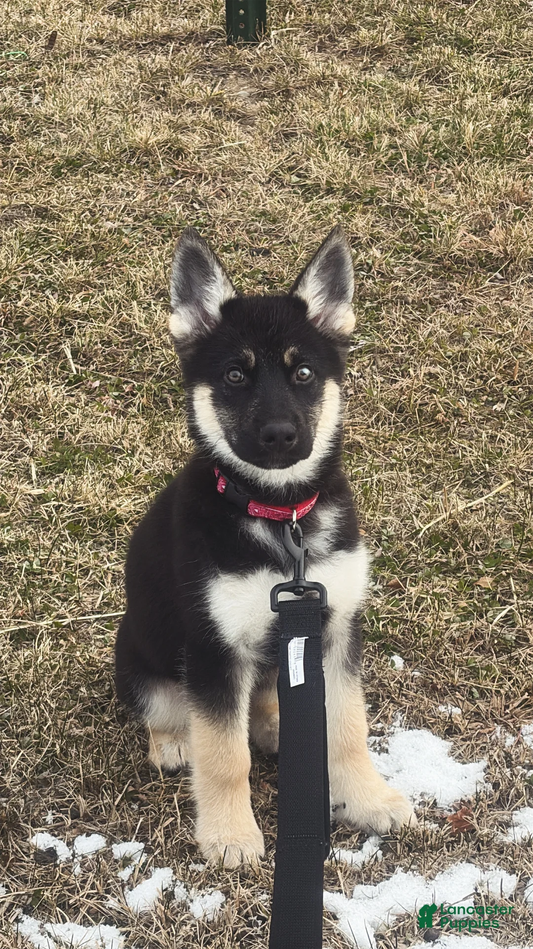 Mixed Breed dogs for sale: Mixed Breed Puppy 1 - Ad 1