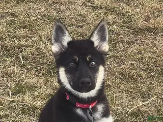 Mixed Breed dogs Mixed Breed Puppy 1 - Ad 22