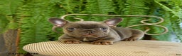 French Bulldog dogs for sale: Tracy - Ad 5