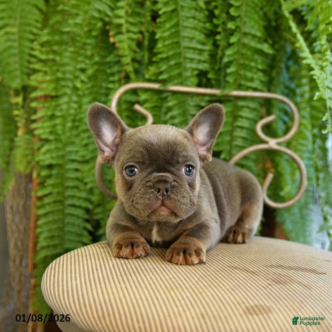 French Bulldog dogs for sale: Tracy - Ad 5