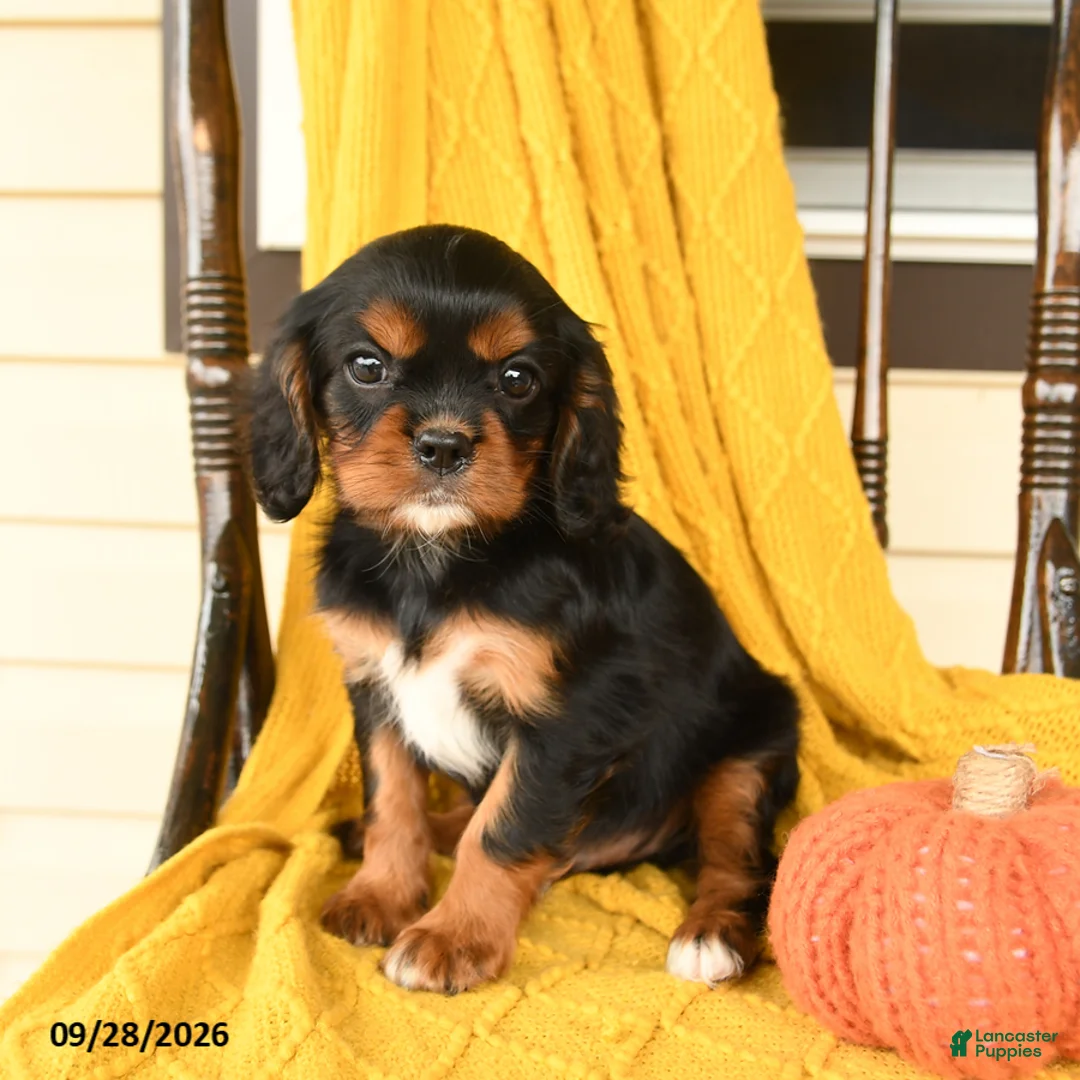 Cavalier King Charles Spaniel dogs for sale: Potato  - Ad 2