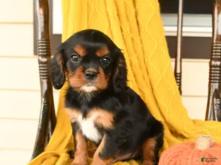 Cavalier King Charles Spaniel dogs Potato - Ad 2