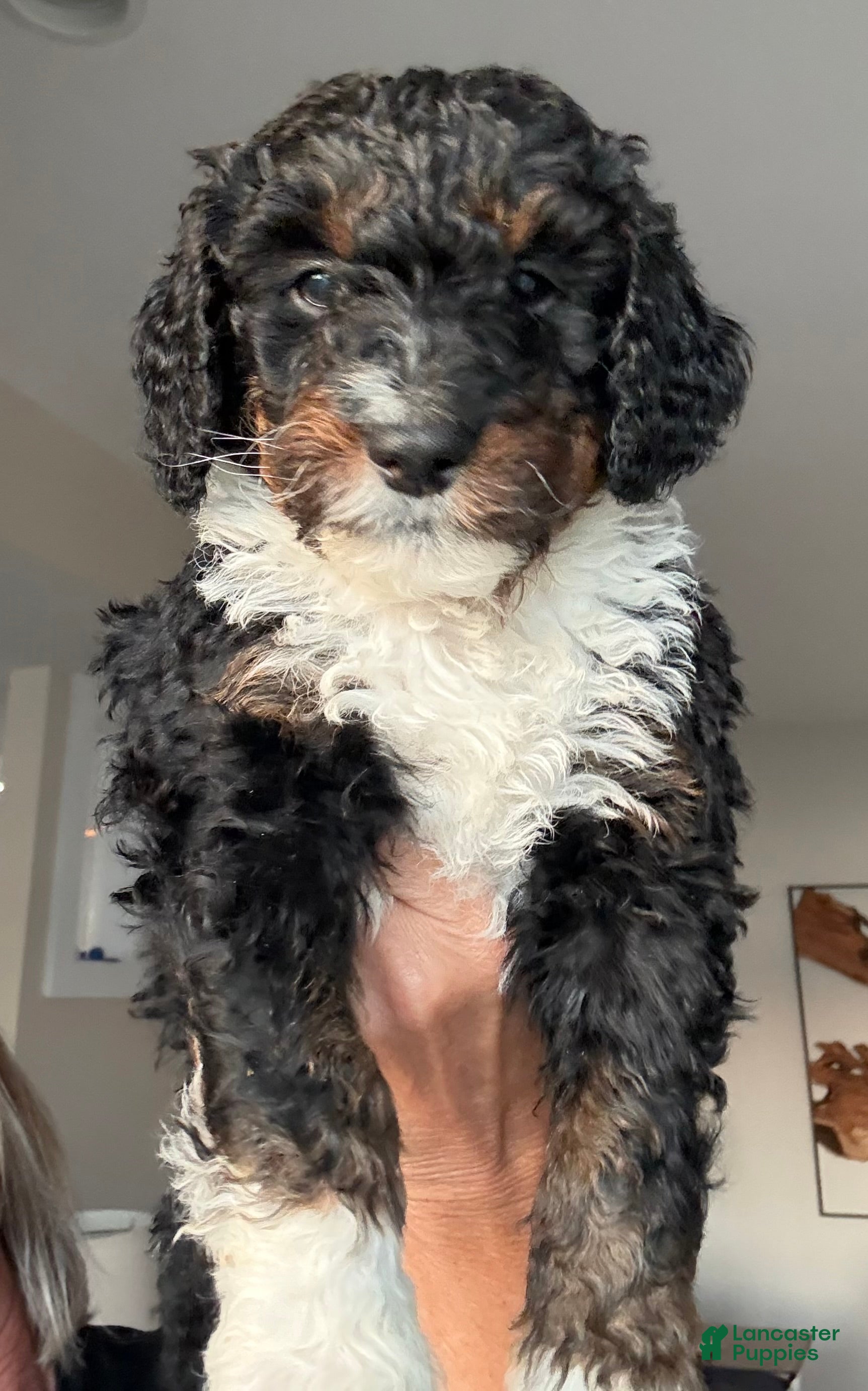 Bernedoodle dogs Oreo - Ad 35