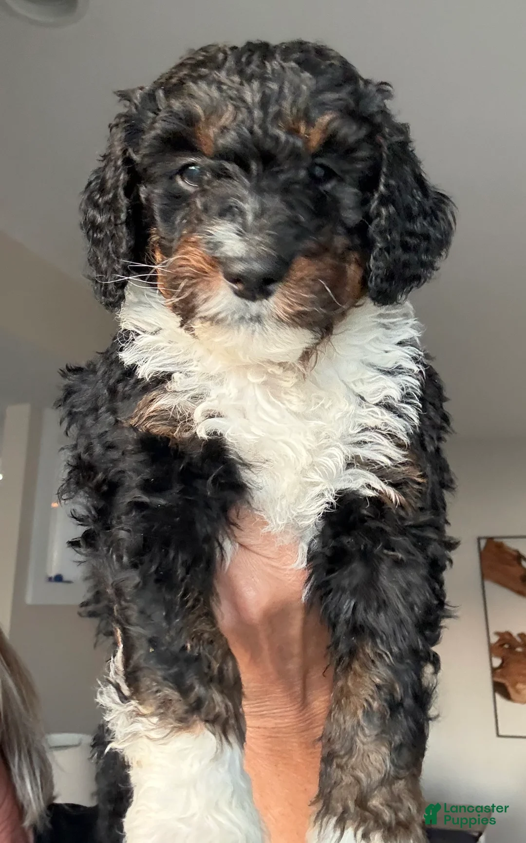 Bernedoodle dogs for sale: Oreo - Ad 1