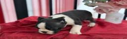 Boston Terrier dogs for sale: Travis - Ad 7