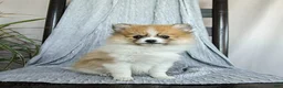Pomeranian dogs for sale: Fluffy - Ad 4