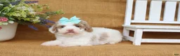 Cavapoo dogs for sale: Isabella - Ad 2