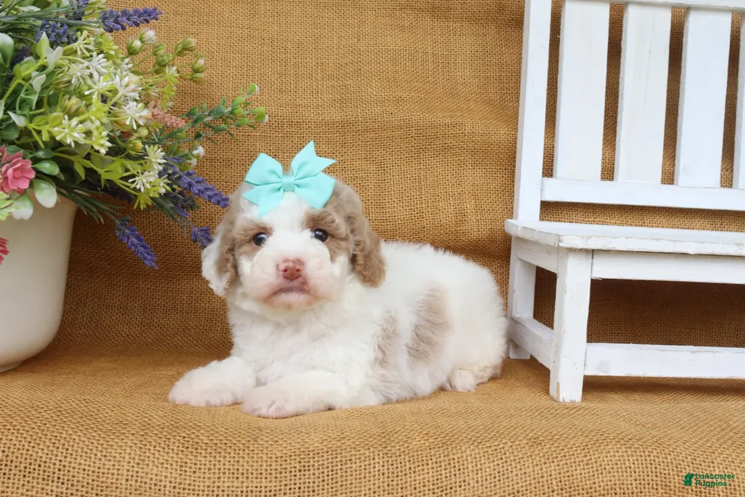 Cavapoo dogs for sale: Isabella - Ad 2