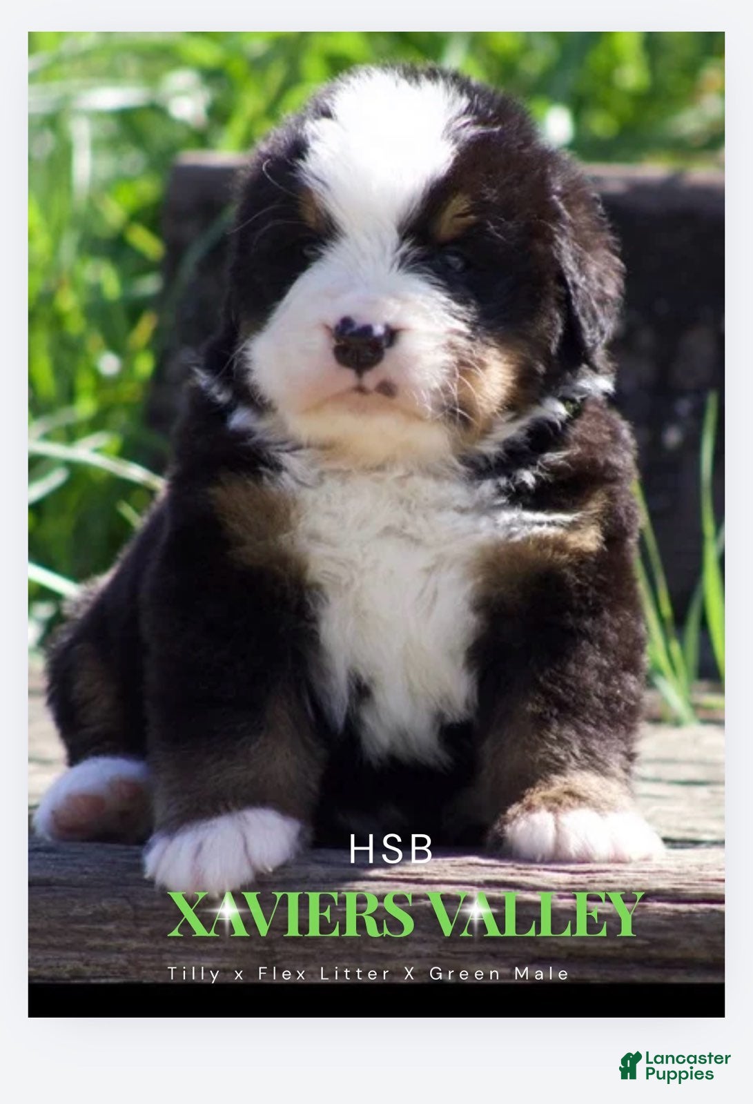 Bernese Mountain Dog dogs Bernese Mountain Dog Male 4 - Ad 25