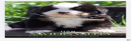 Bernese Mountain Dog dogs for sale: Bernese Mountain Dog Male 4 - Ad 1