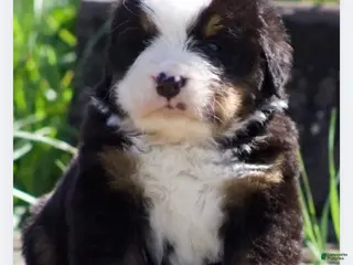 Bernese Mountain Dog dogs Bernese Mountain Dog Male 4 - Ad 25