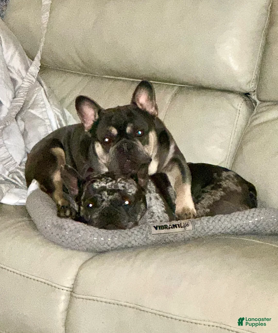 French Bulldog dogs for sale: French Bulldog Puppy  - Ad 5