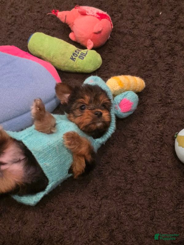 Yorkshire Terrier dogs Selena  - Ad 2