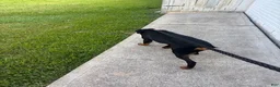 Rottweiler dogs for sale: COCO Needs a NEW HOME ❤️💙❤️ - Ad 4