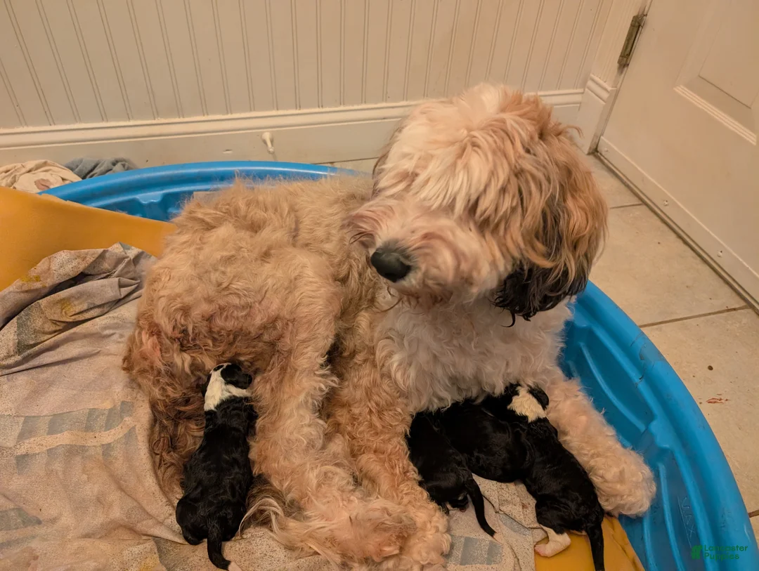 Sheepadoodle dogs for sale: Sheepadoodle Puppy 5 - Ad 2