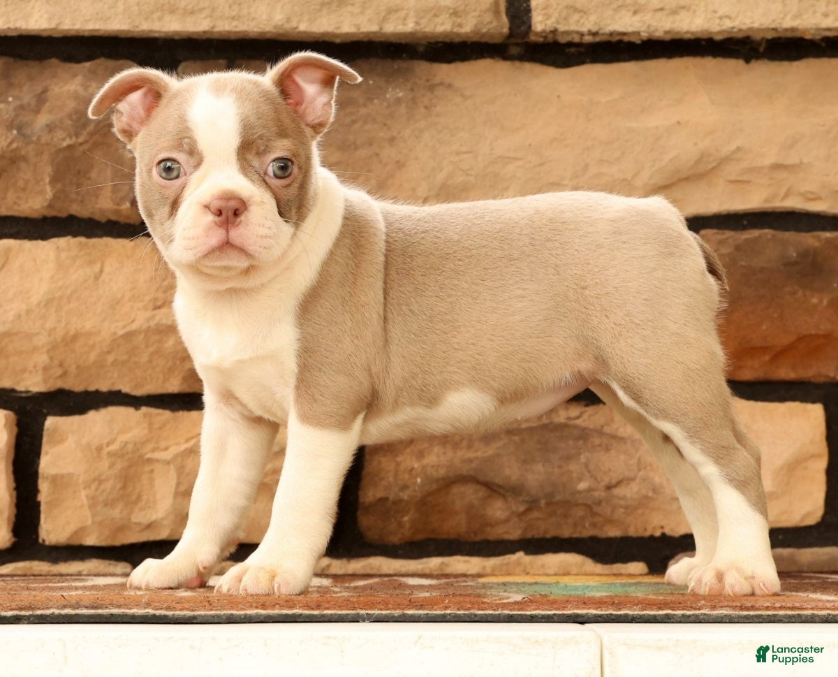 Boston Terrier dogs for sale: Cammie - Ad 1