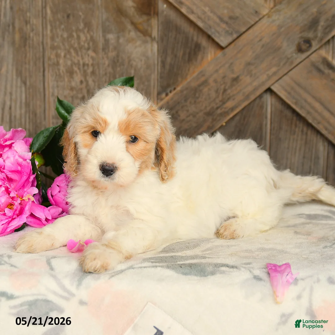 Mini Goldendoodle dogs for sale: Jasmine - Ad 2