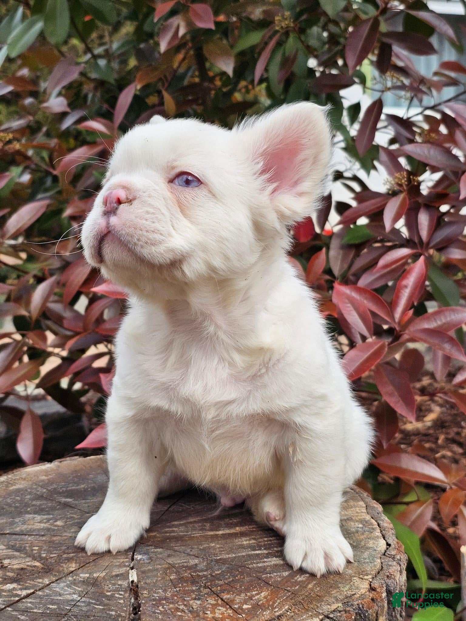 French Bulldog dogs Berrie - Ad 7