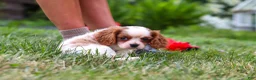 Cavalier King Charles Spaniel dogs for sale: Finley - Ad 4
