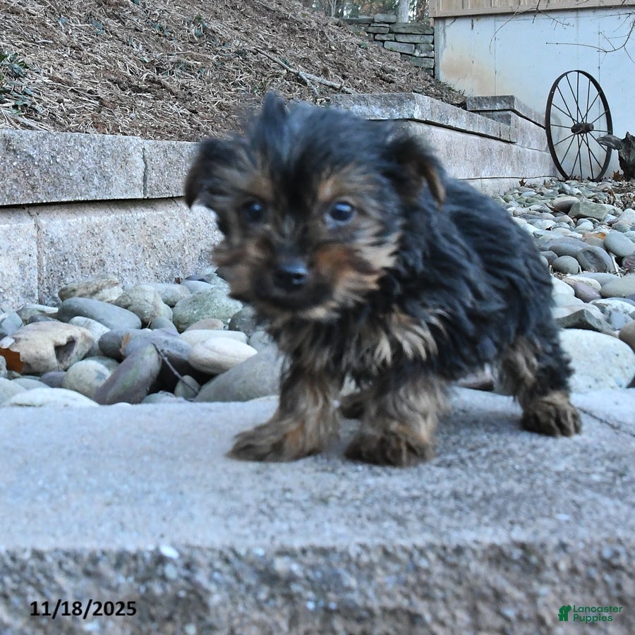 Yorkshire Terrier dogs Melvin - Ad 32