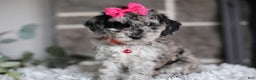 Miniature Poodle dogs for sale: Joy - Ad 10