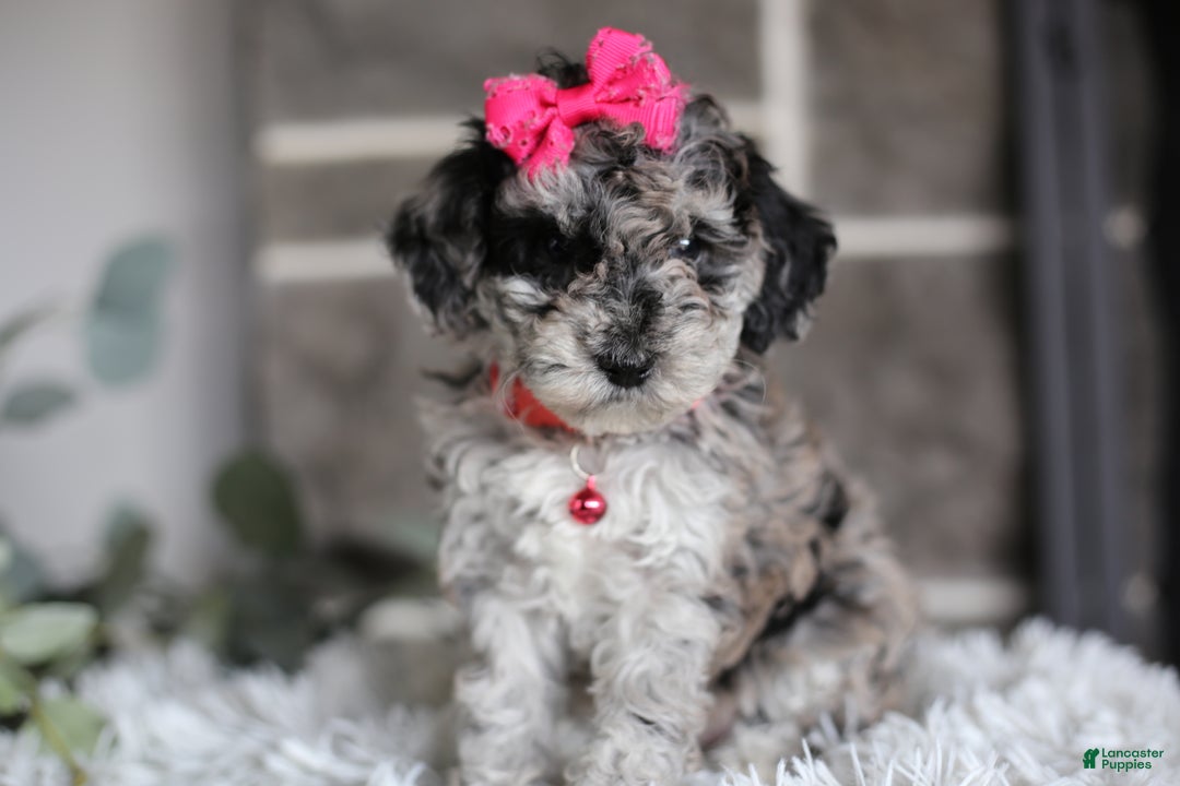 Miniature Poodle dogs for sale: Joy - Ad 10