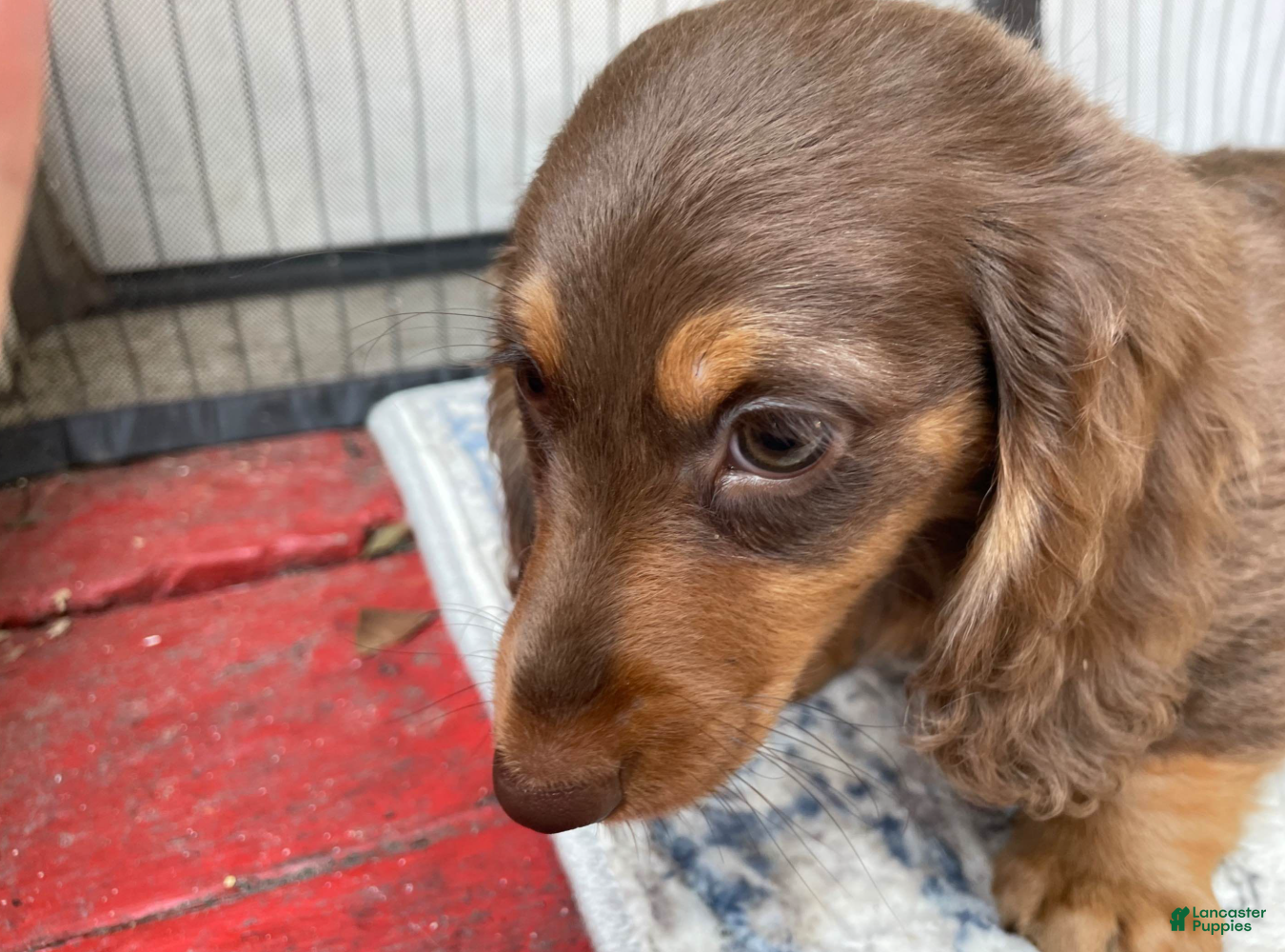 Miniature Dachshund dogs Girl 1 - Ad 2