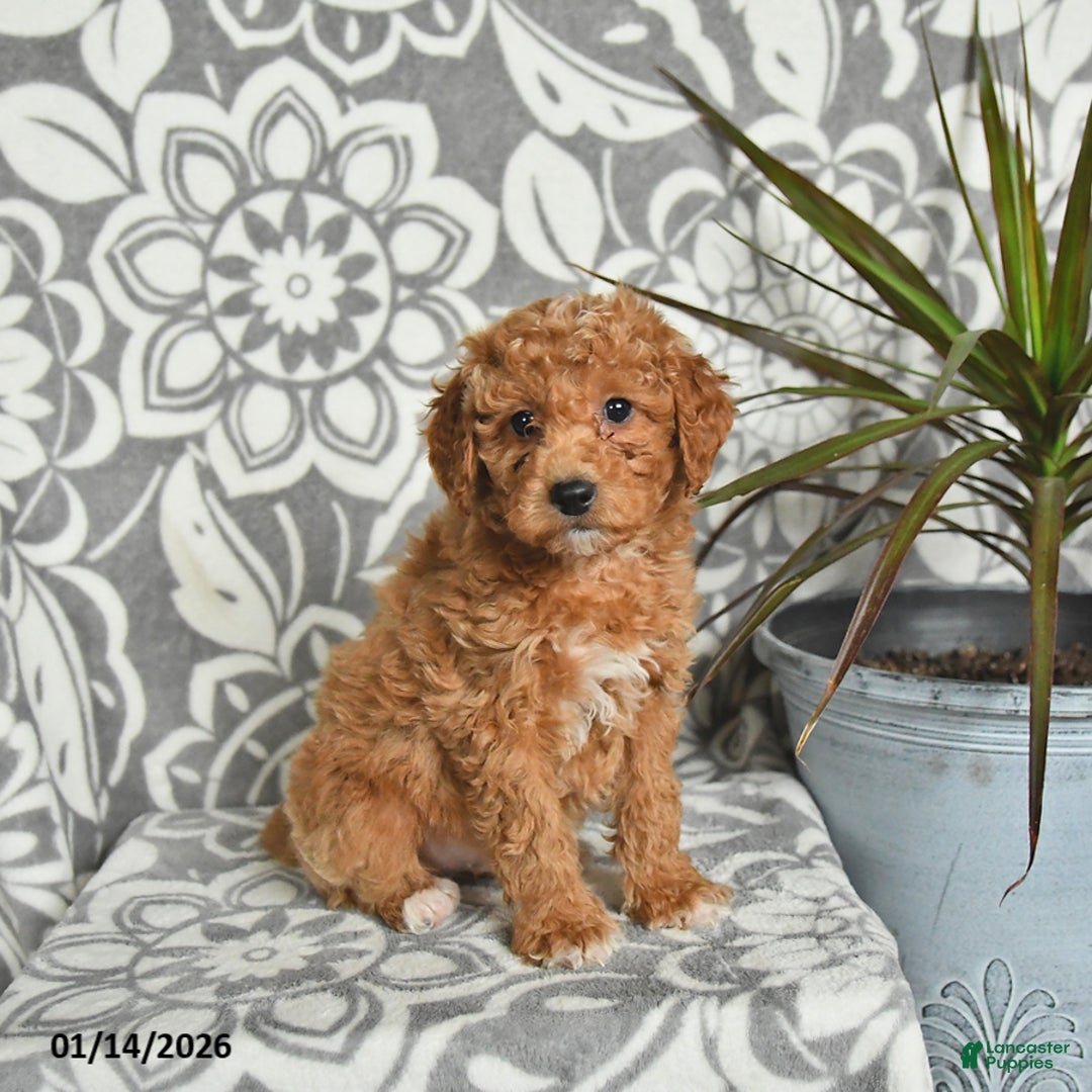 Mini Goldendoodle dogs for sale: Roscoe - Ad 3