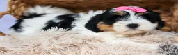 Teddy Bear dogs for sale: TINA - Ad 6