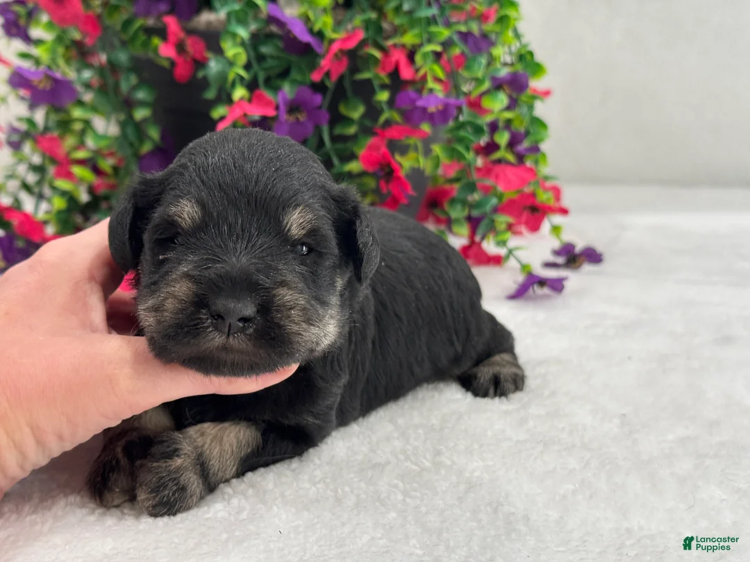 Miniature Schnauzer dogs for sale: Mae Male 2 - Ad 2