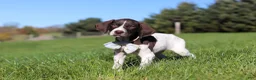 German Shorthaired Pointer dogs for sale: Ammo - Ad 6